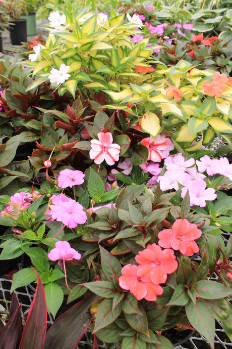 Sunpatiens