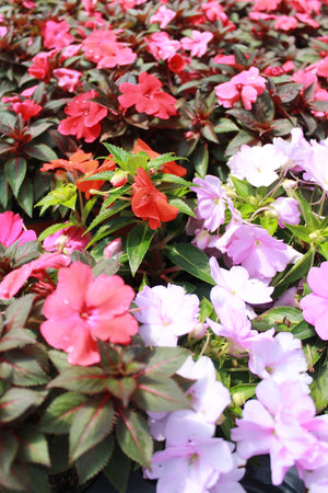 Sunpatiens