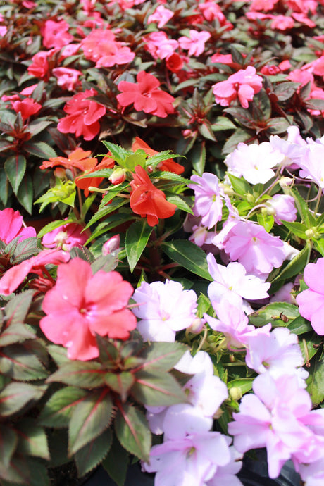 Sunpatiens