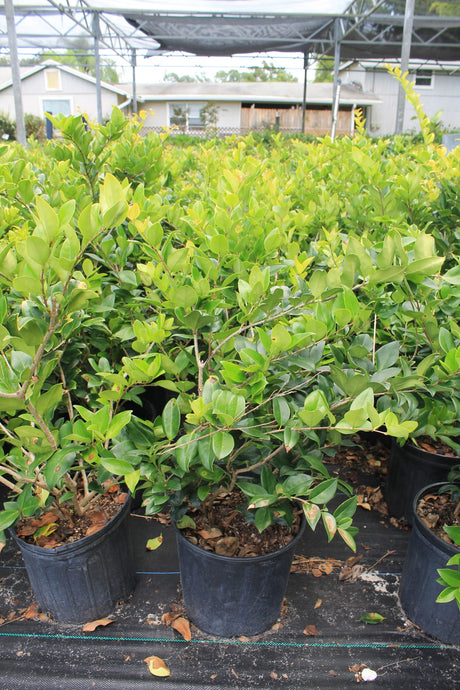 Ligustrum Japonicum