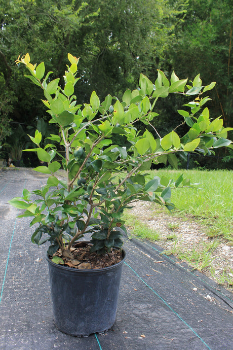 Ligustrum Japonicum