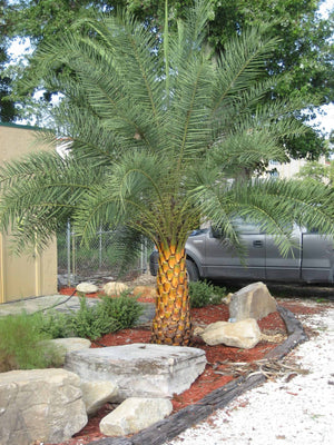 Sylvester Date Palm