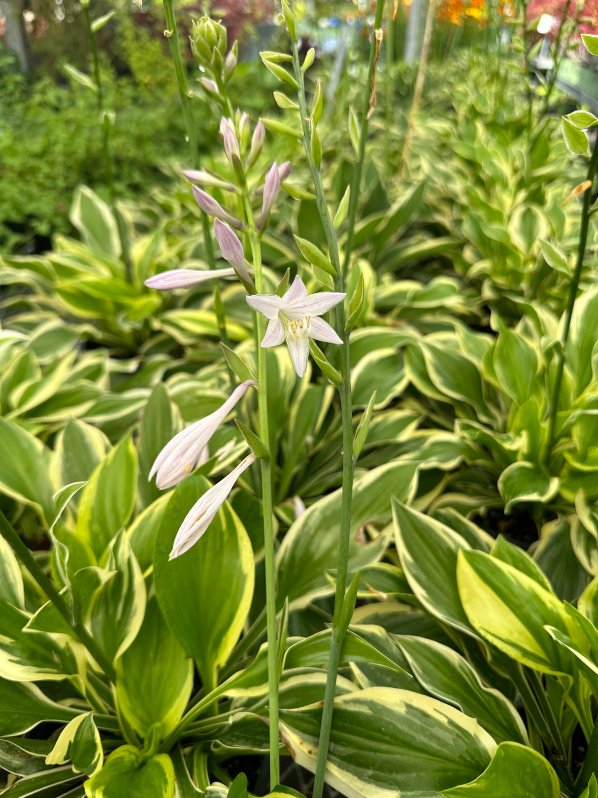 Hosta