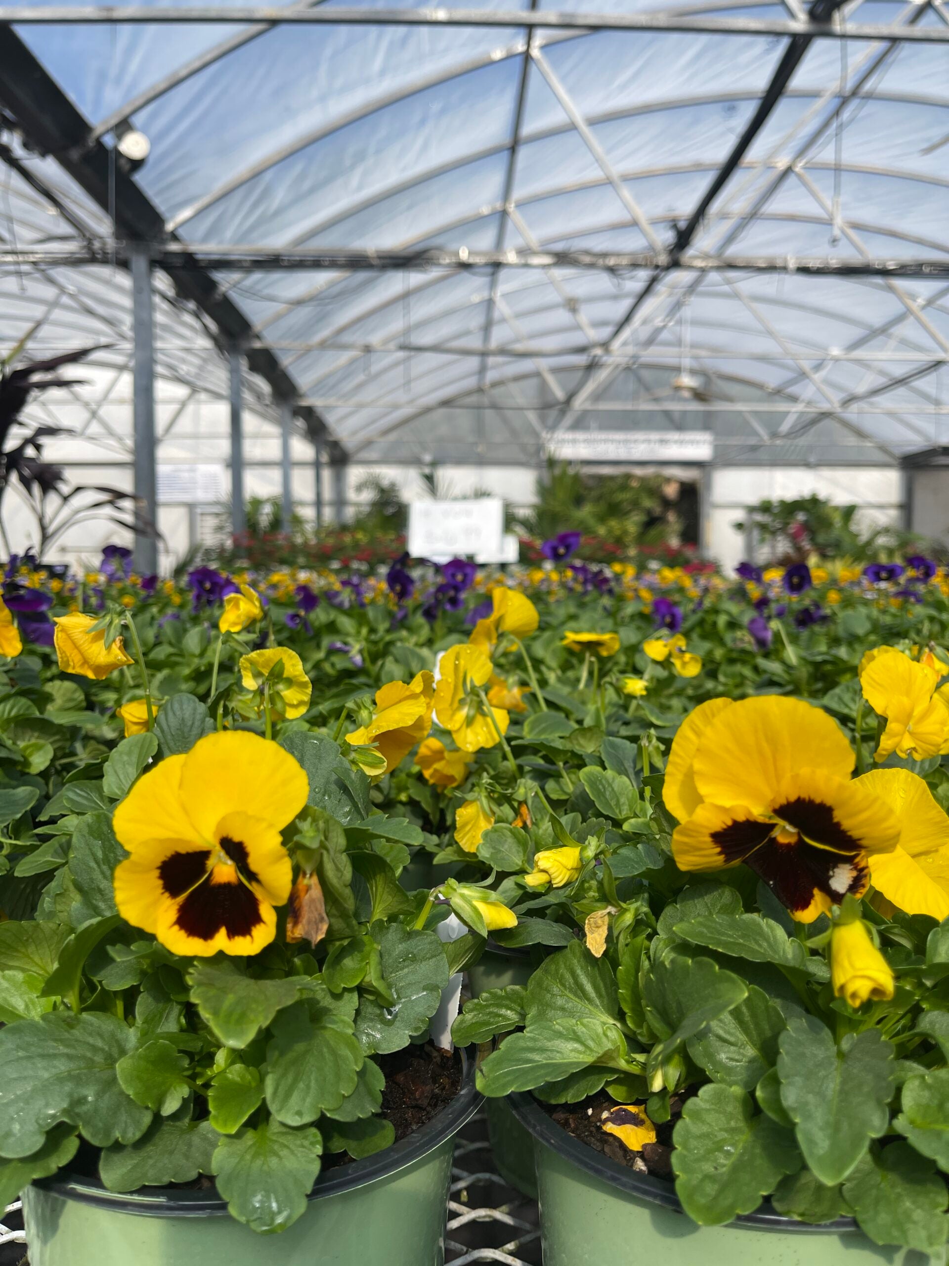 Viola – Liberty Landscape Supply