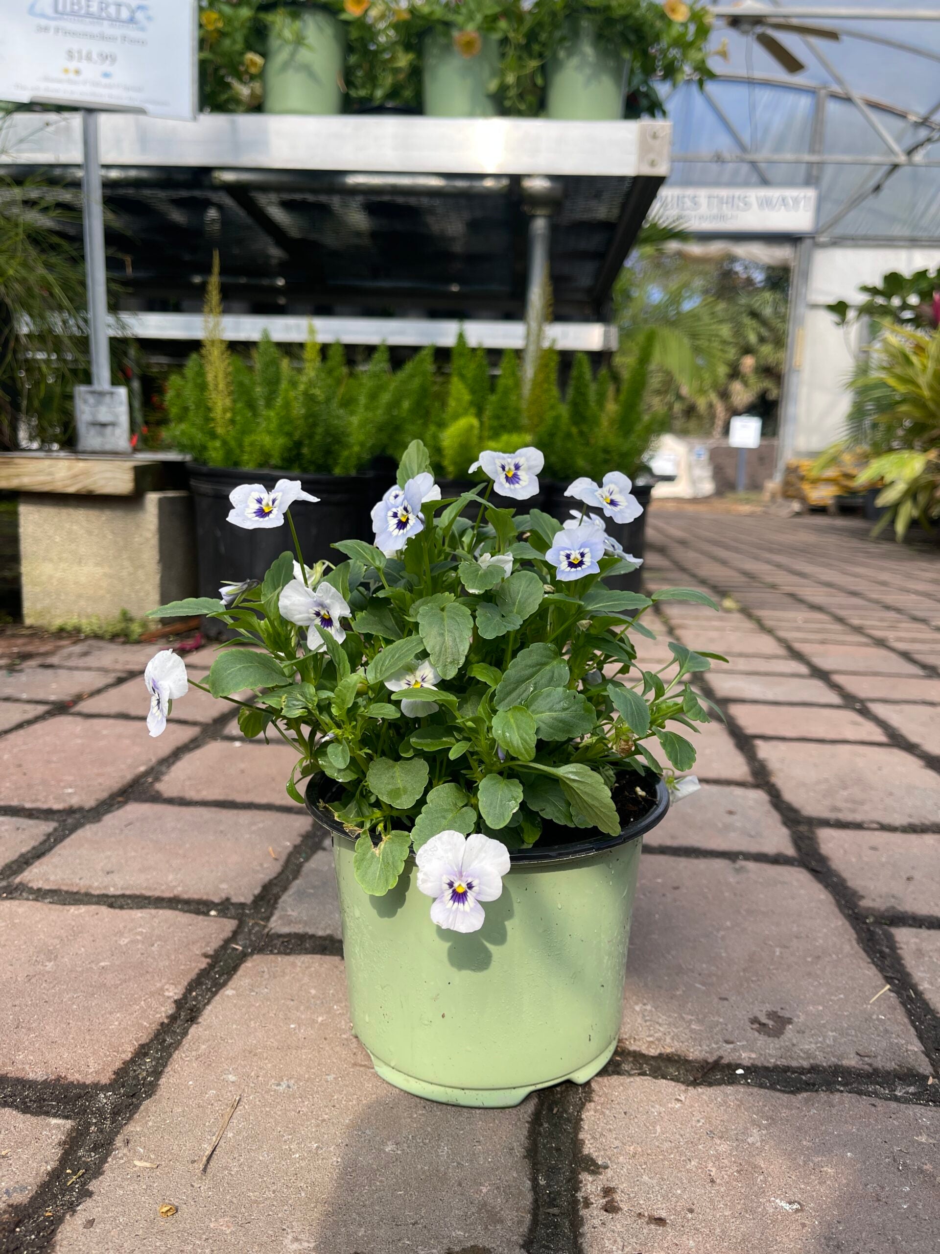 Viola – Liberty Landscape Supply