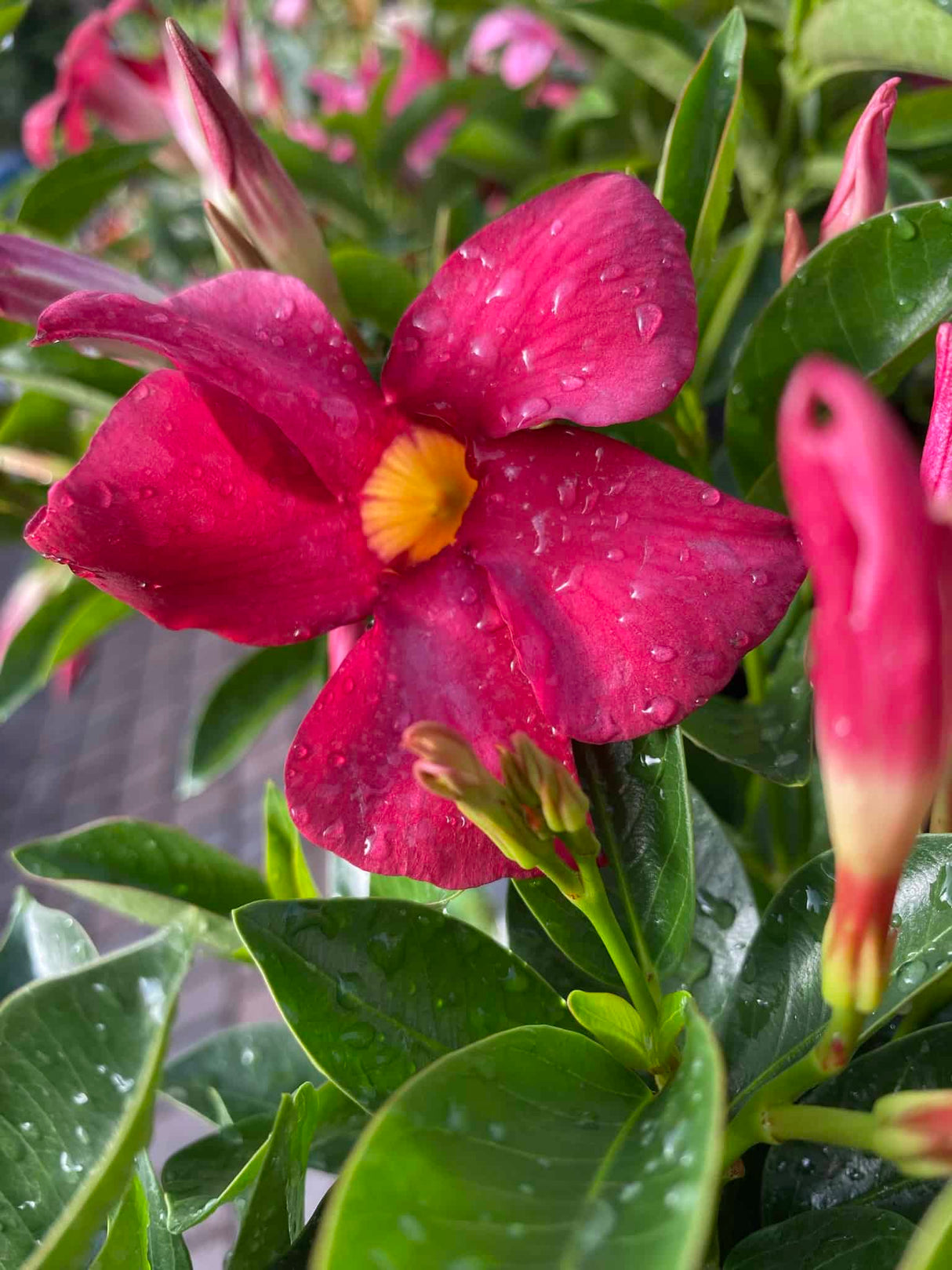 Mandevilla