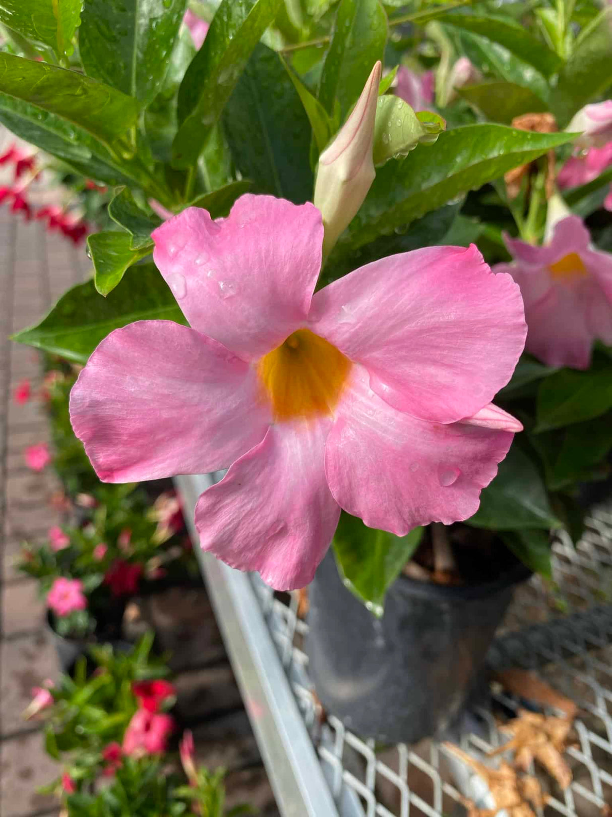 Mandevilla