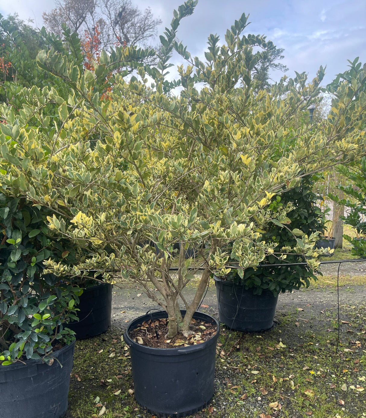 Patio Ligustrum