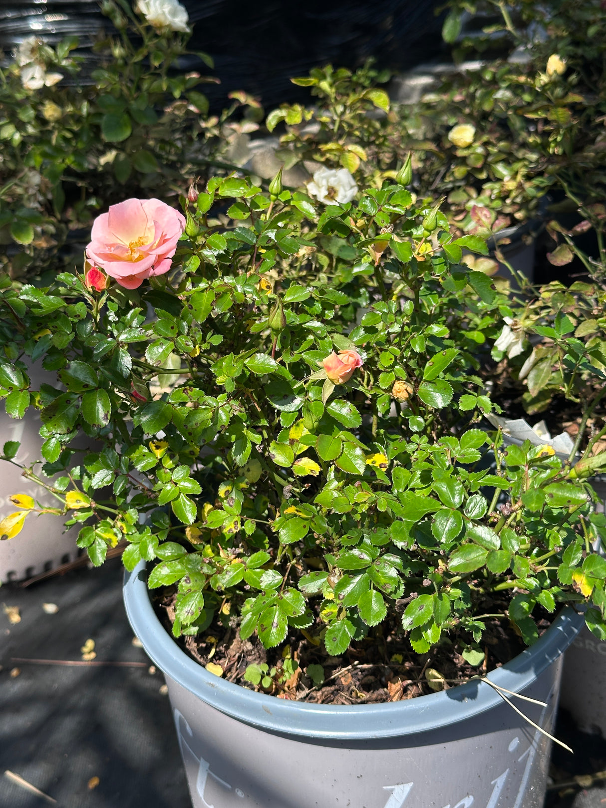 Rose