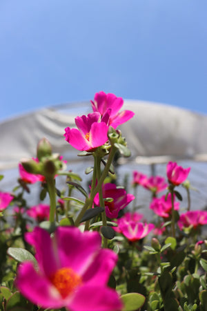 Purslane