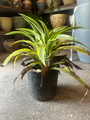 Dracaena Warneckii