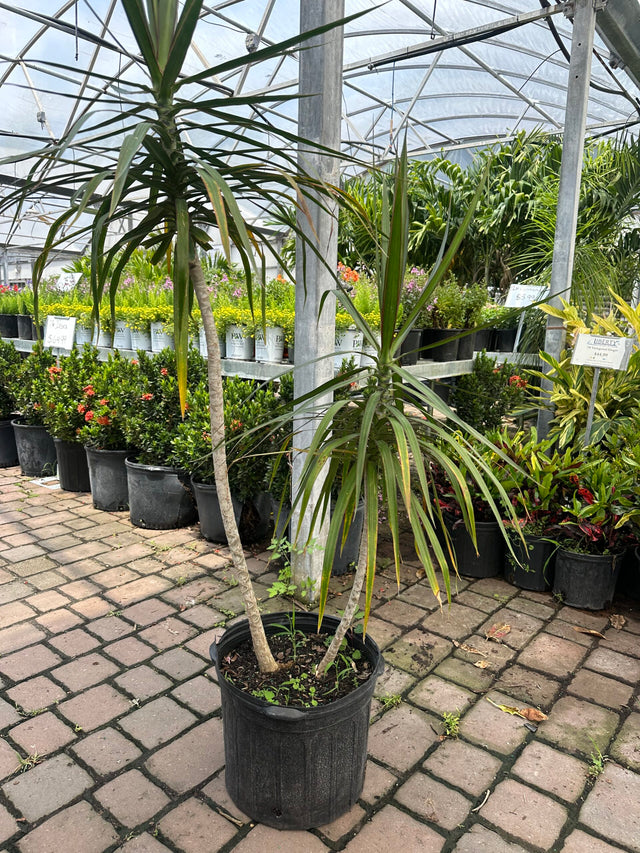 Dracaena