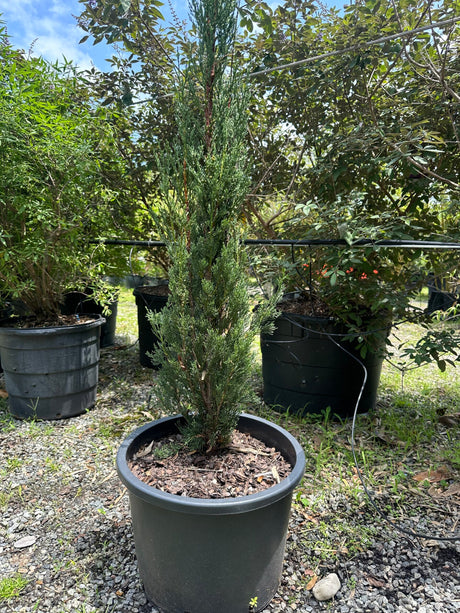 Italian Cypress