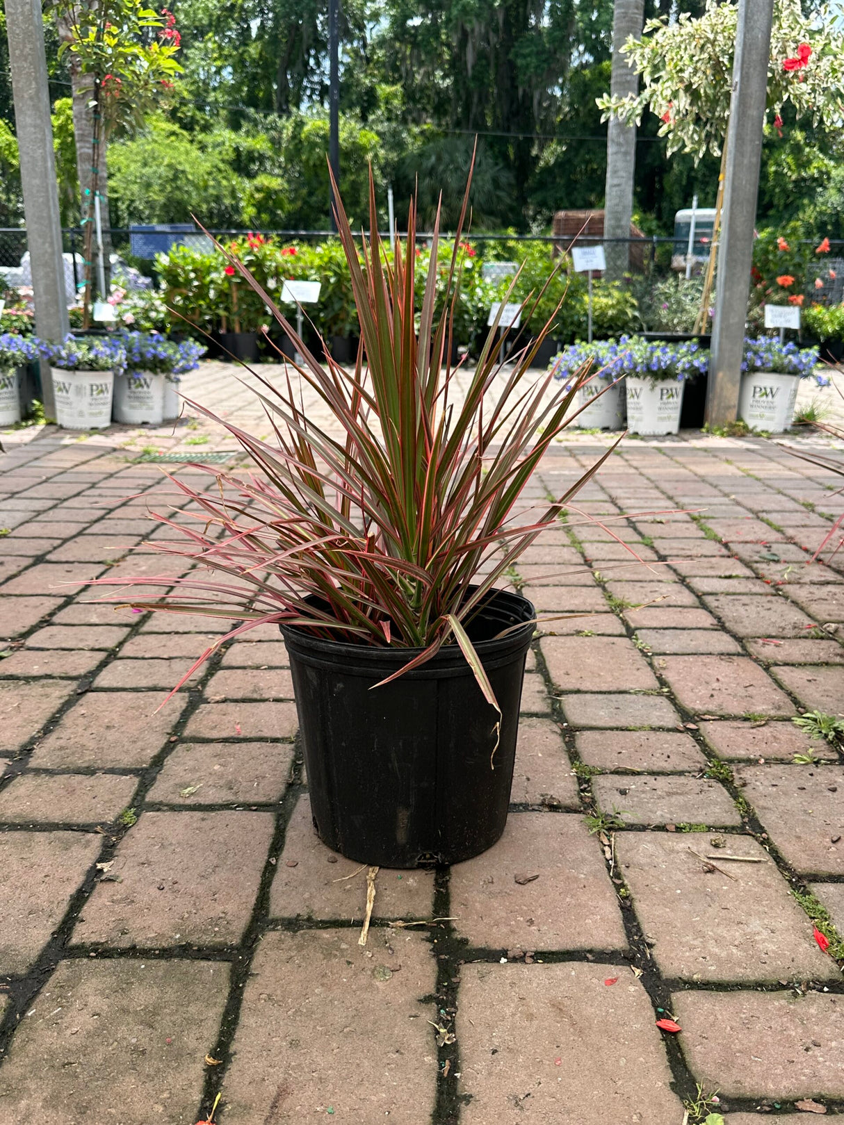 Dracaena Bi Color