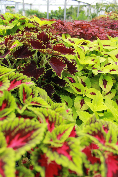 Coleus