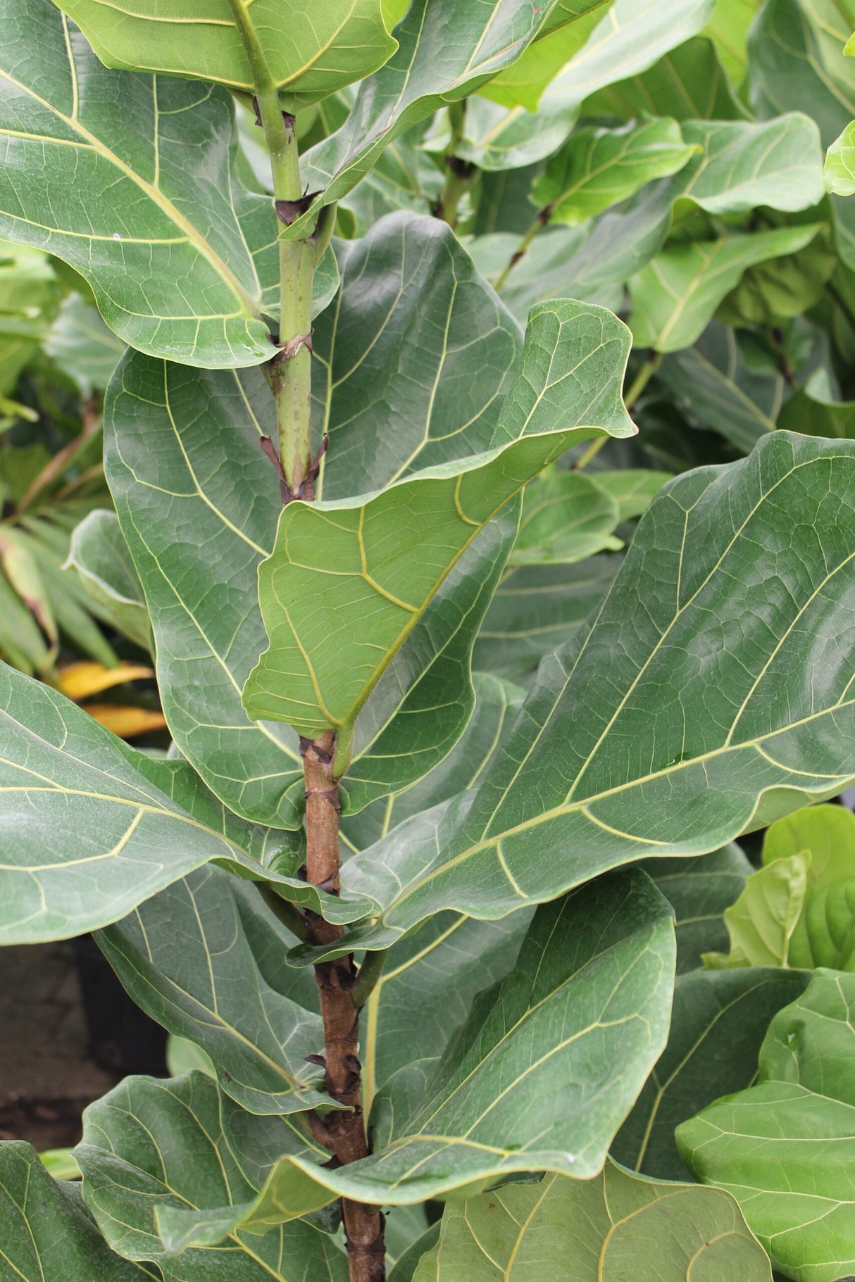 Fiddle Leaf Fig