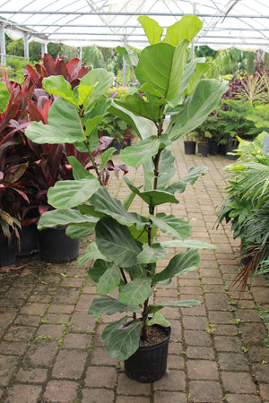 Fiddle Leaf Fig