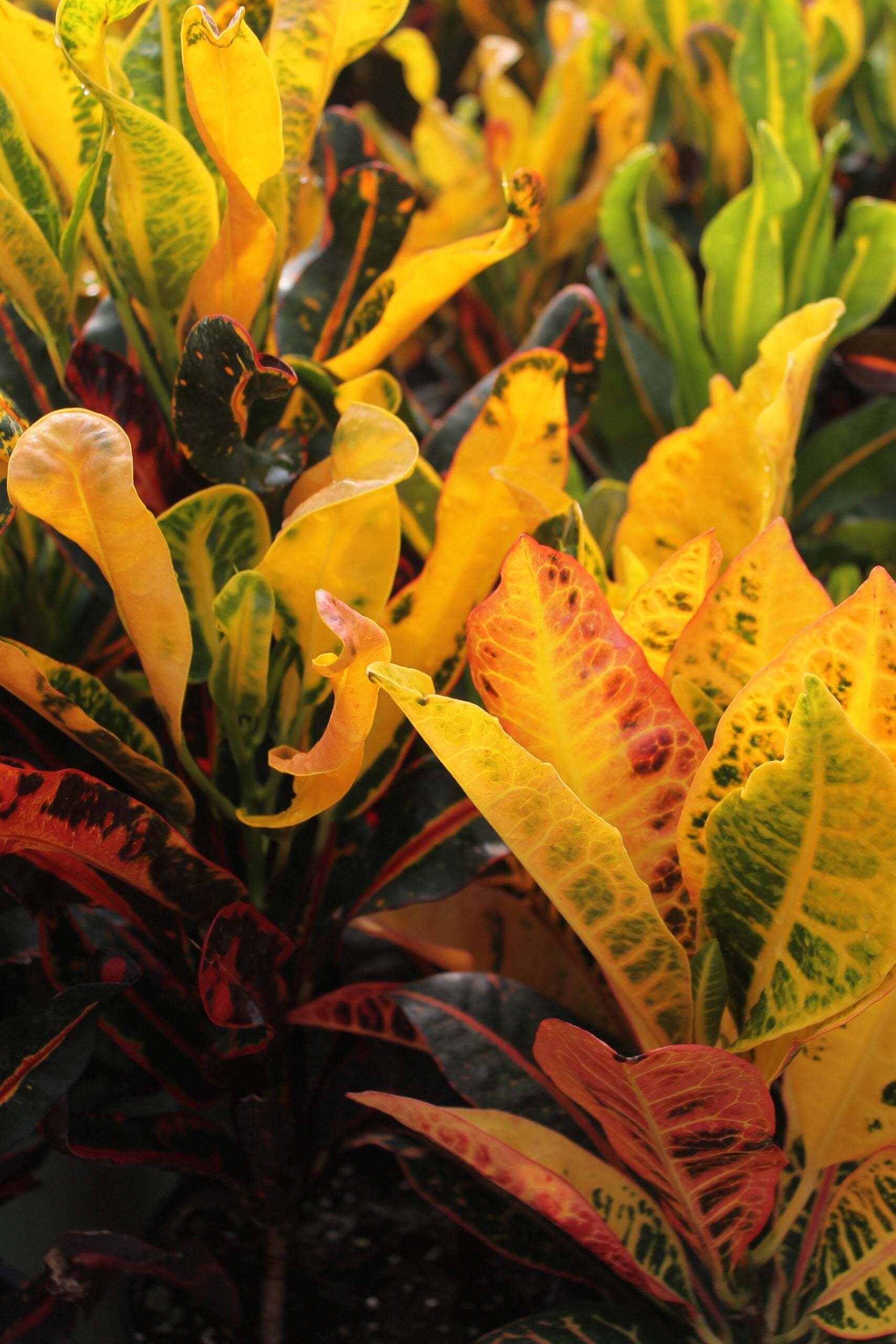 fertilizer for croton plant Croton – Liberty Landscape Supply