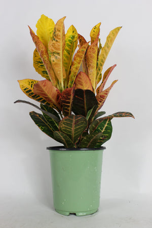 Croton