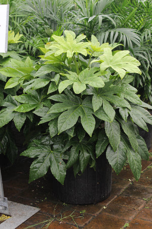 Fatsia