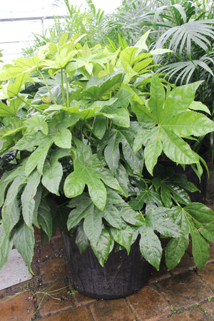 Fatsia