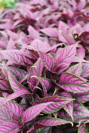 Persian Shield