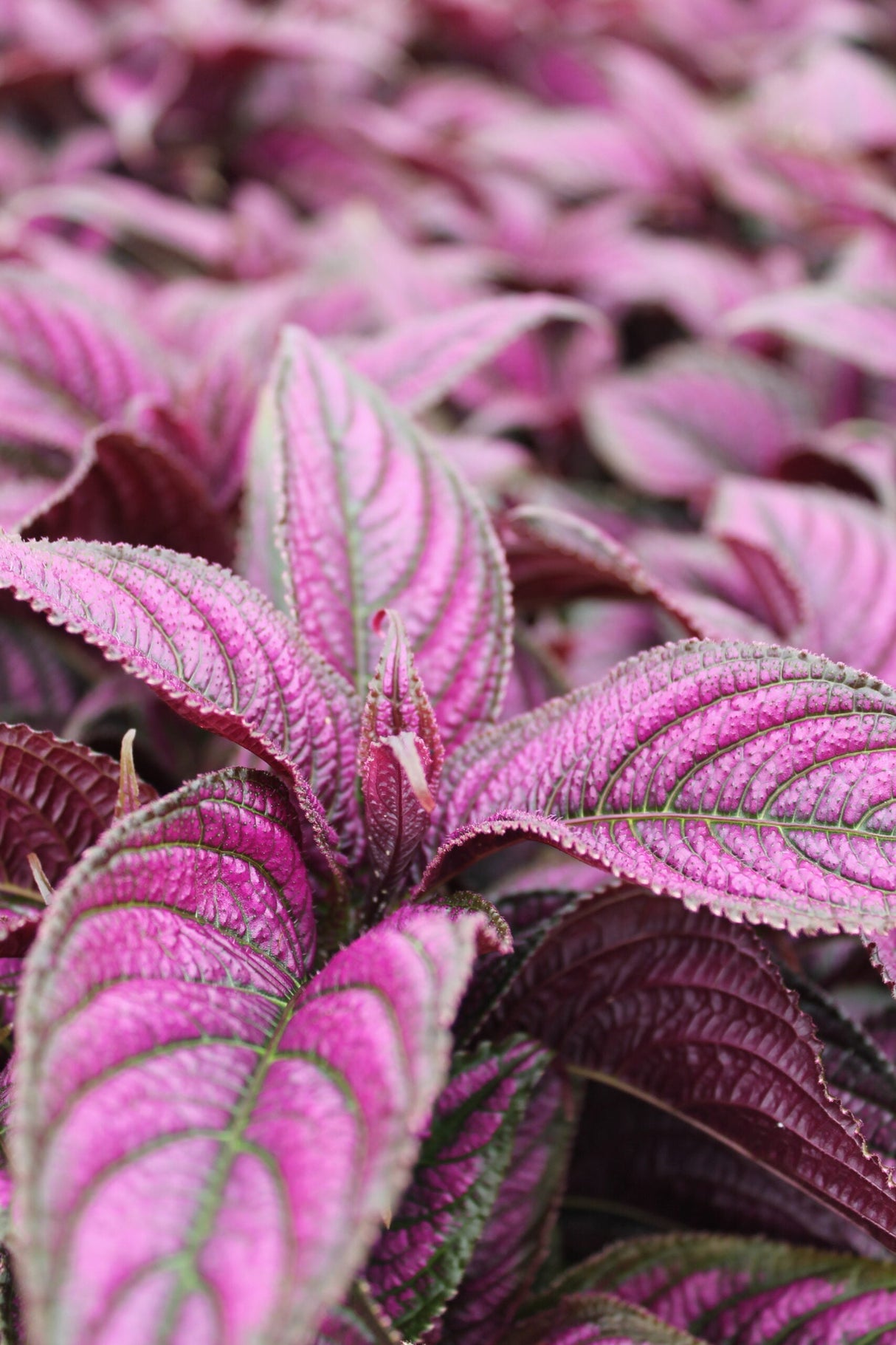 Persian Shield