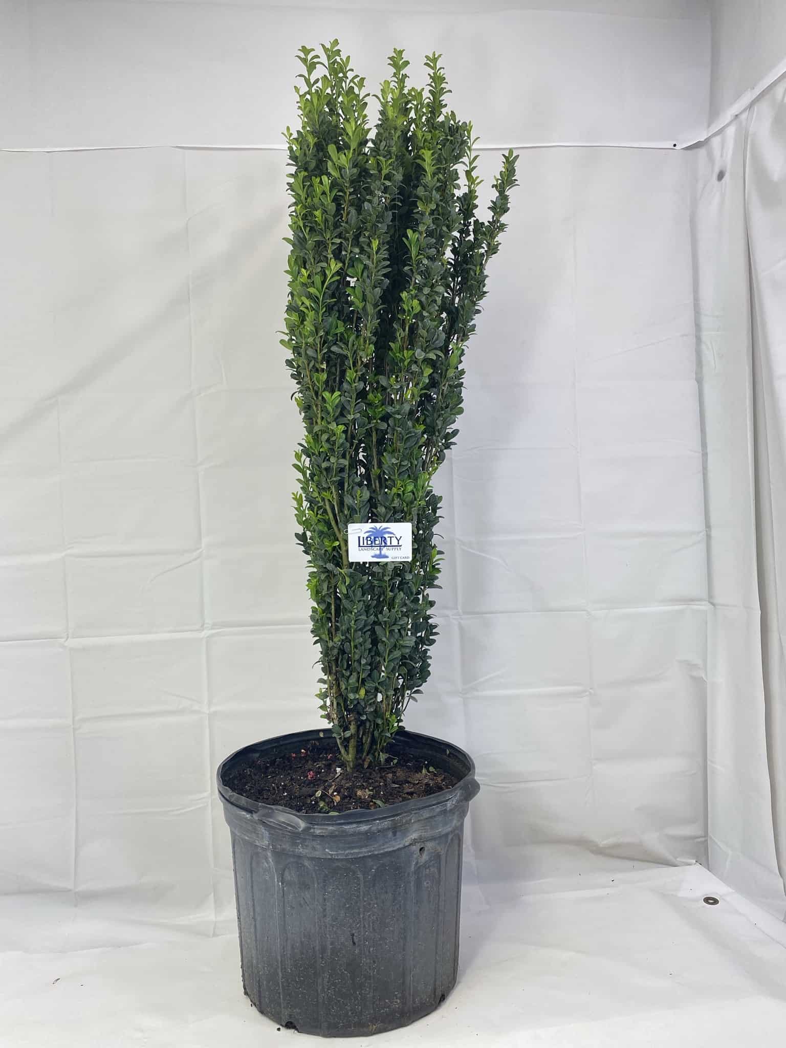 Sky Pencil – Liberty Landscape Supply