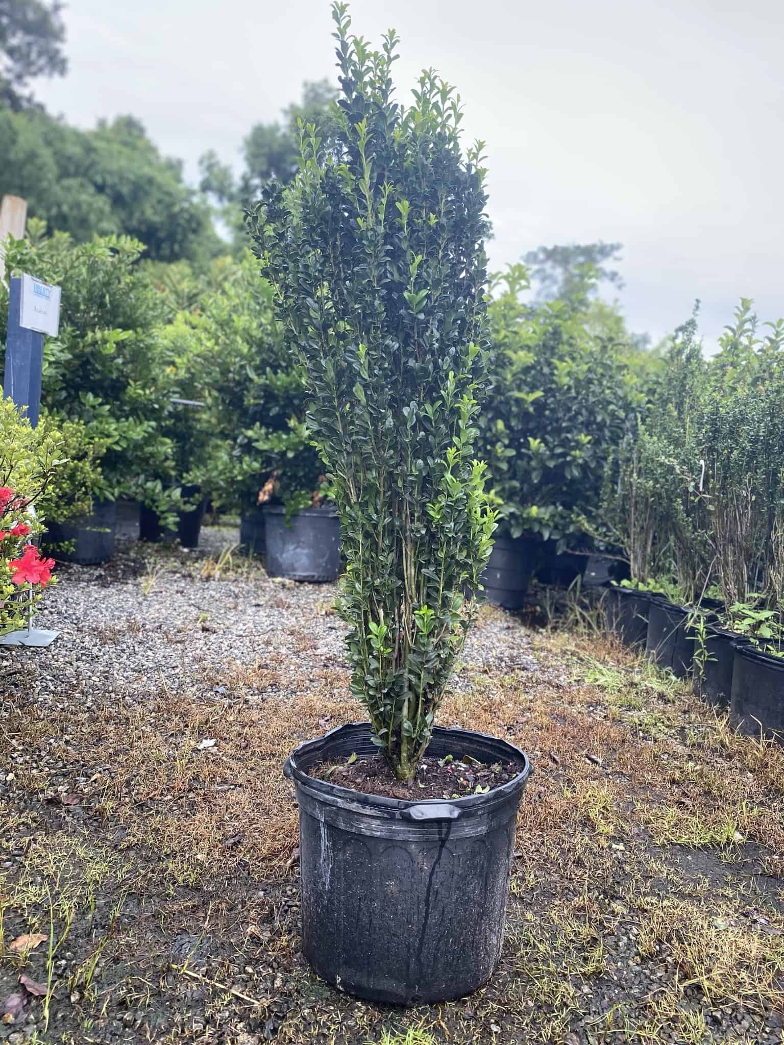Sky Pencil | Plants | Liberty Landscape Supply