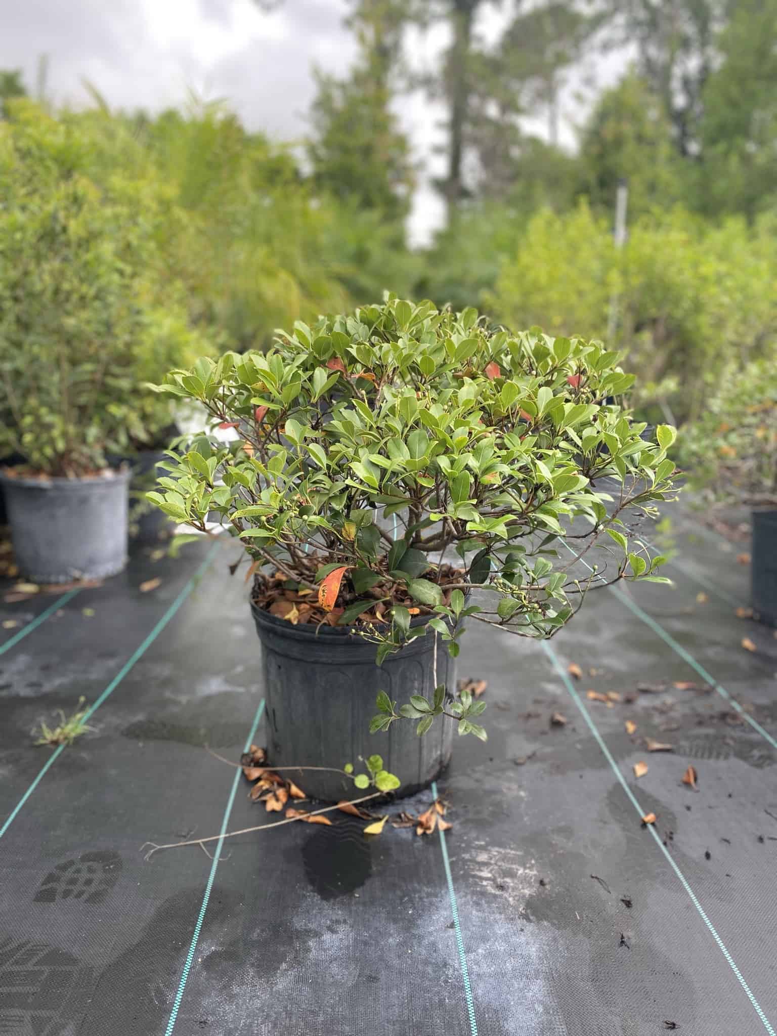 Indian Hawthorne – Liberty Landscape Supply