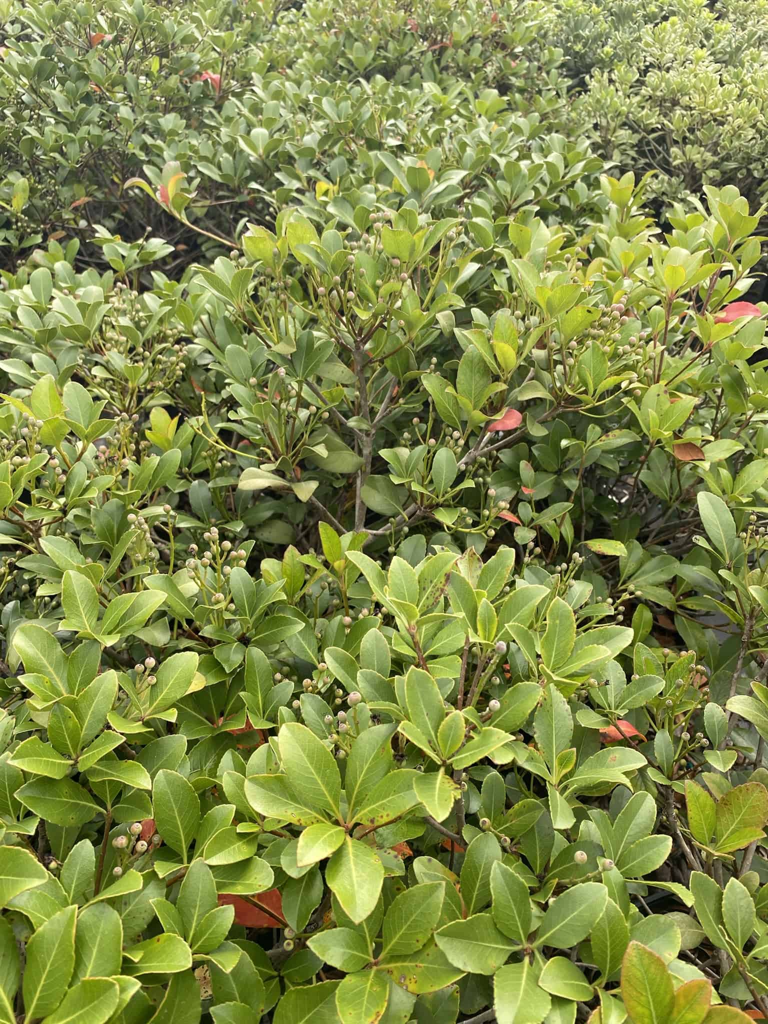 Indian Hawthorne – Liberty Landscape Supply