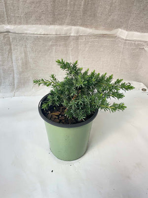 Blue Pacific Juniper