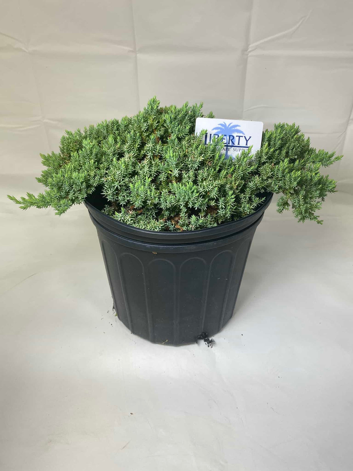 Blue Pacific Juniper