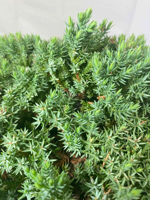 Blue Pacific Juniper