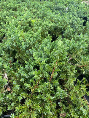 Blue Pacific Juniper