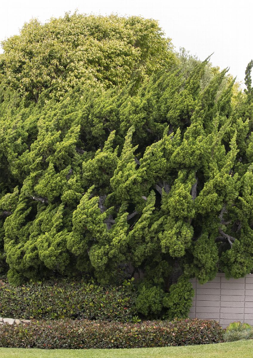Juniper Torulosa – Liberty Landscape Supply