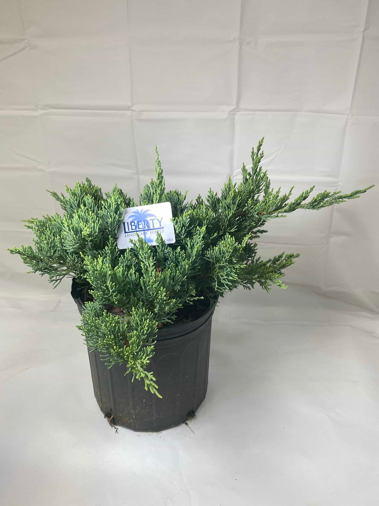 Juniper Parsonii