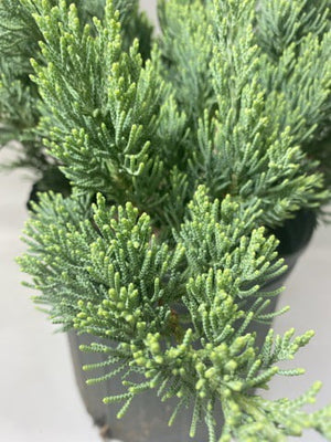 Juniper Parsonii