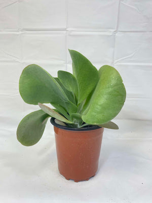 flapjack succulent drooping Kalanchoe – Liberty Landscape Supply
