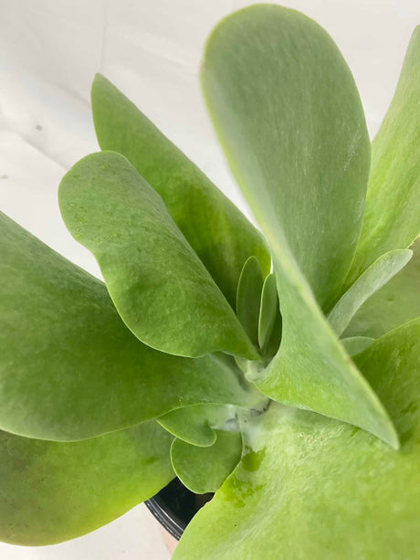 Flapjack Kalanchoe