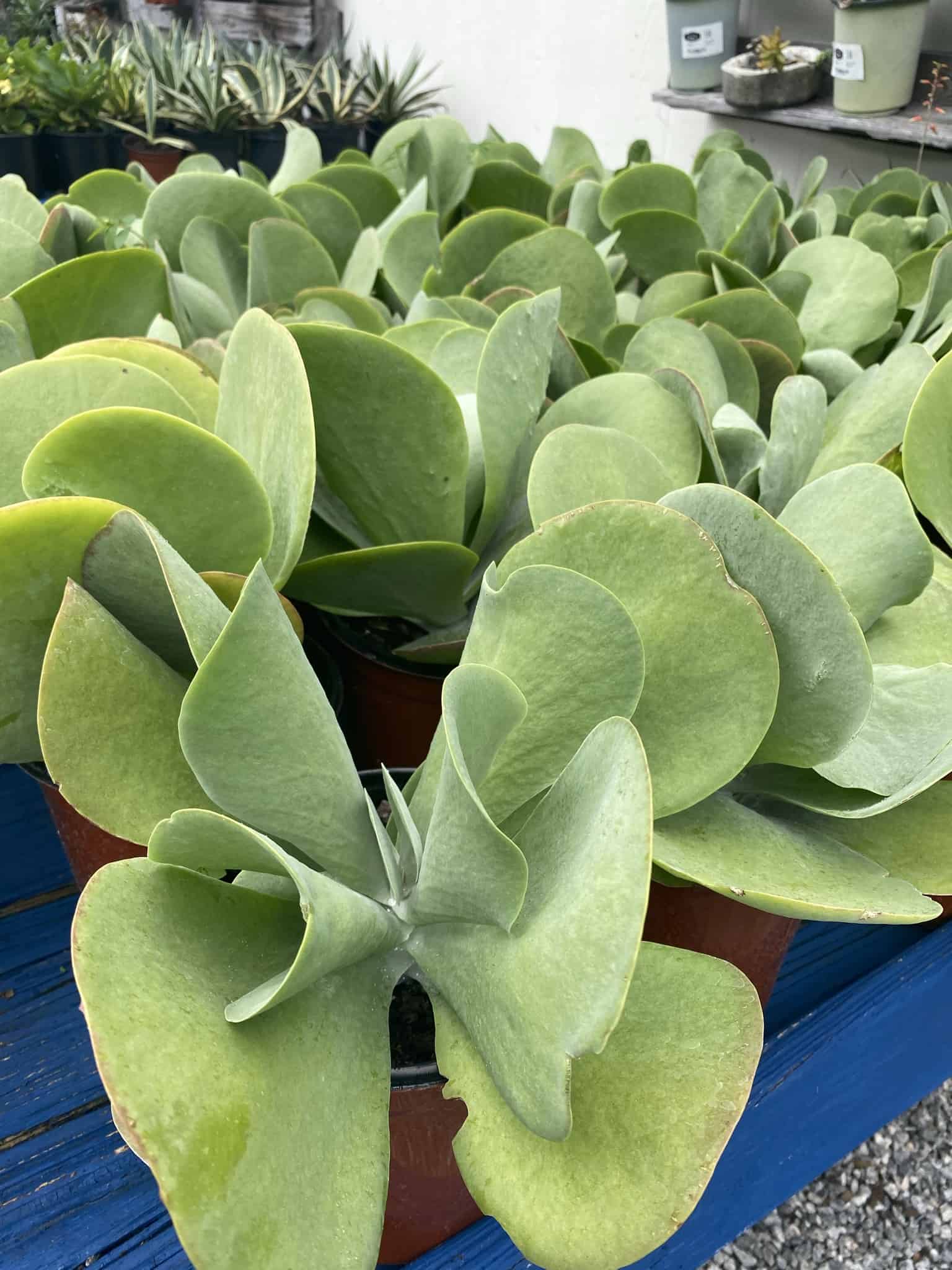Kalanchoe Kalanchoe thyrsiflora 'Flapjack' – DesertScapeSucculent