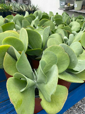 flat jack succulent Kalanchoe – Liberty Landscape Supply