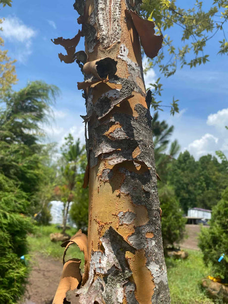 Lace Bark