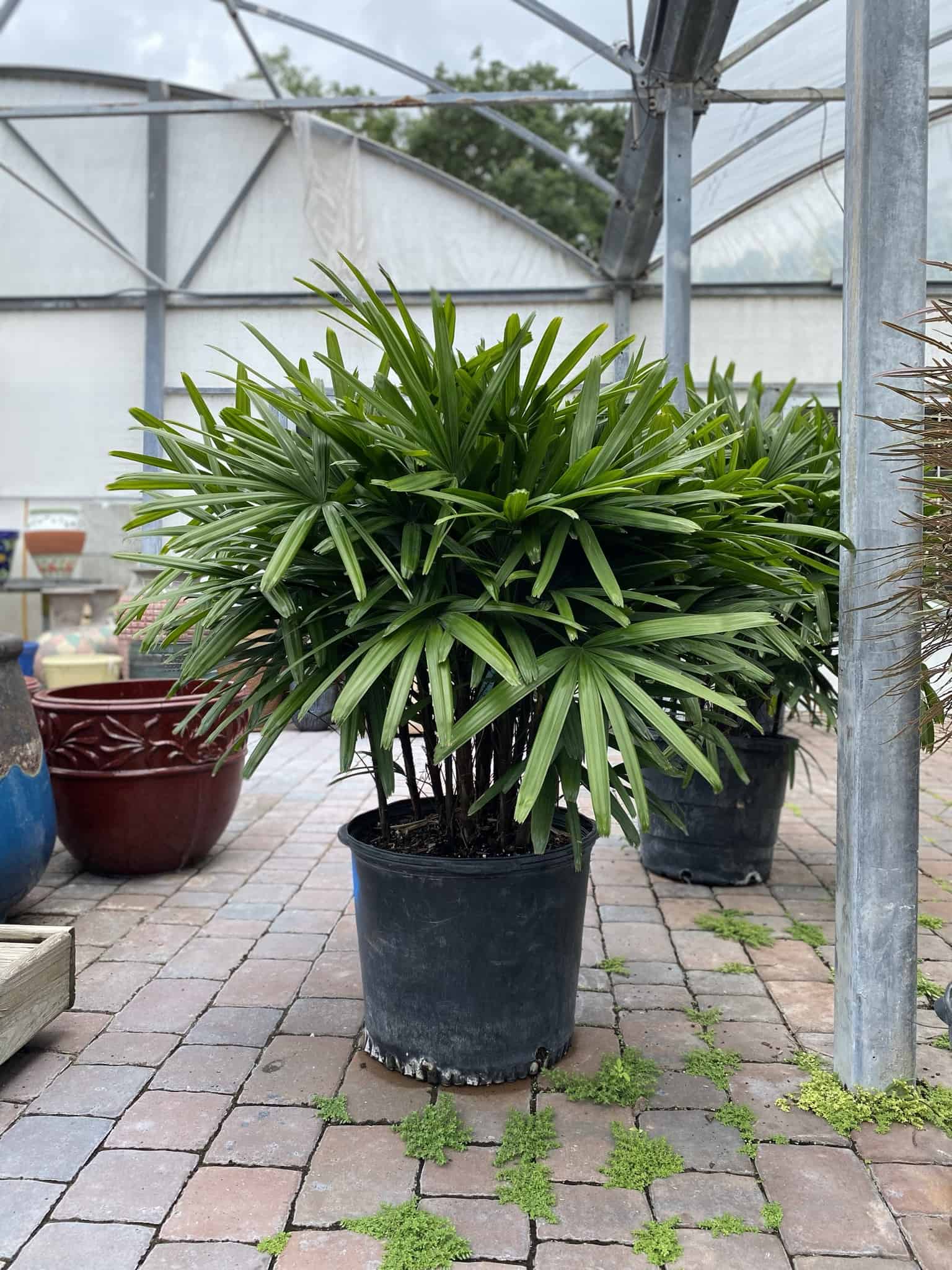 palmas plant Lady Palm – Liberty Landscape Supply