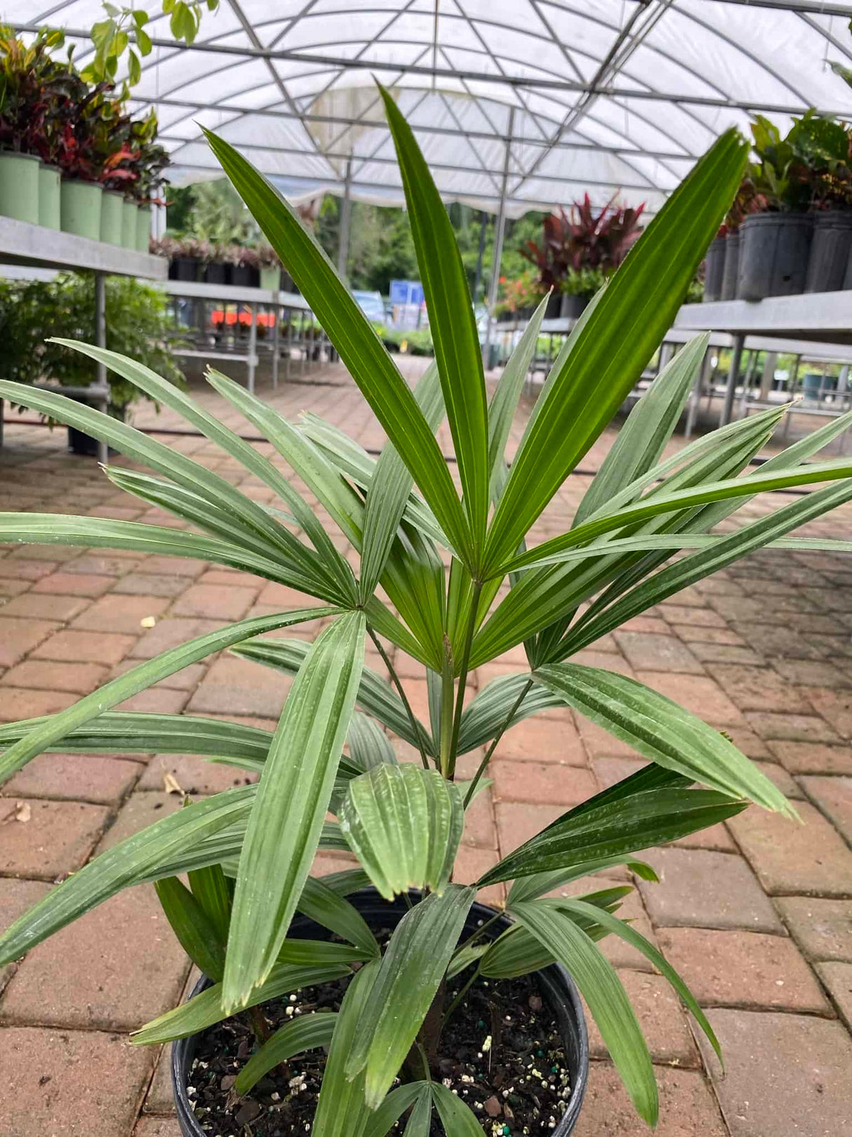 Lady Palm