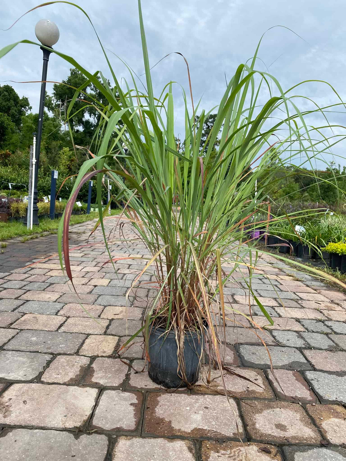 Lemon Grass