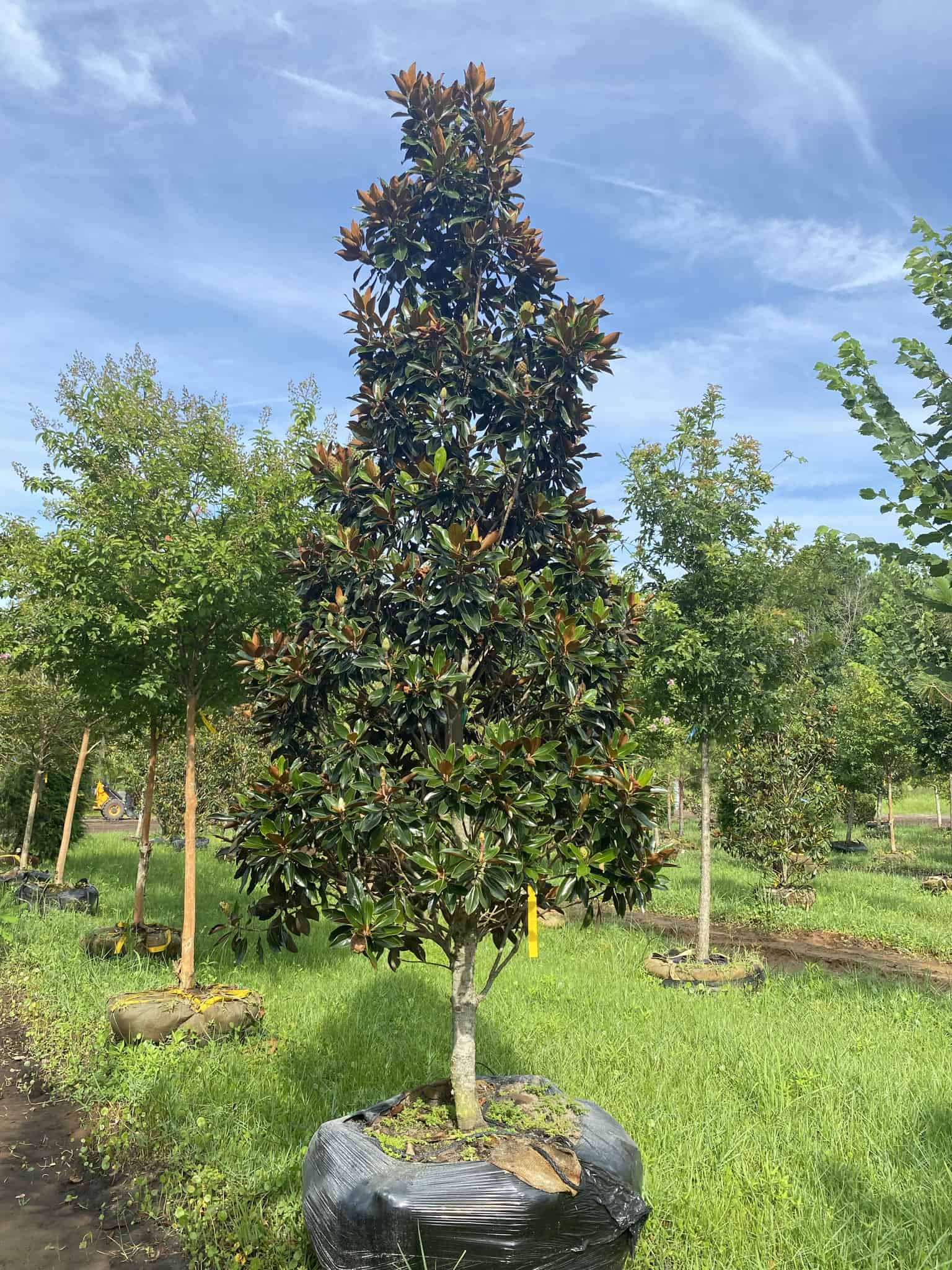 Little Gem Magnolia – Liberty Landscape Supply
