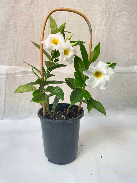 Mandevilla