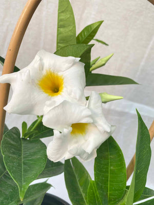 Mandevilla