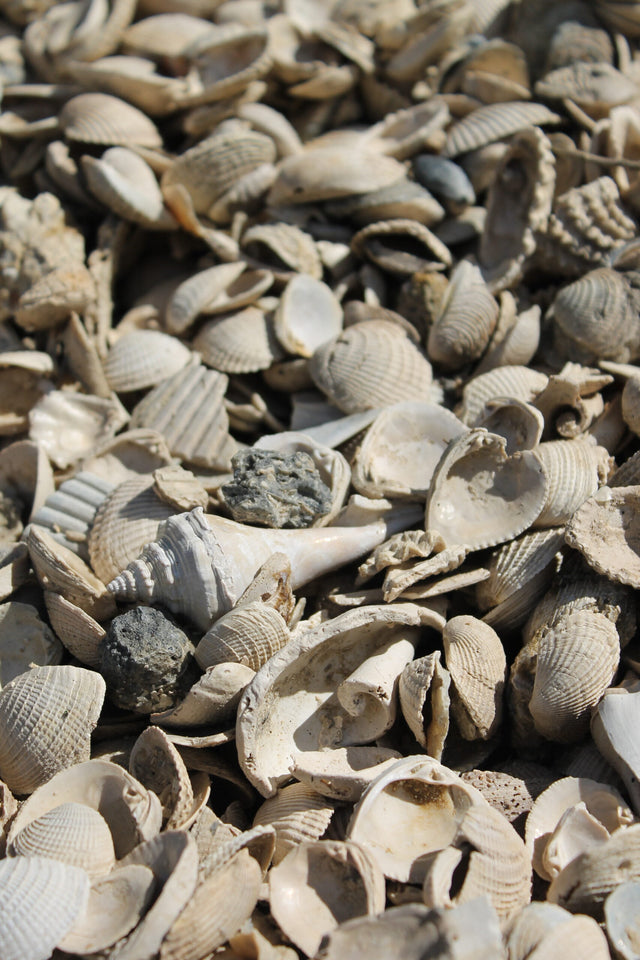 Medium Washed Shell - Bulk